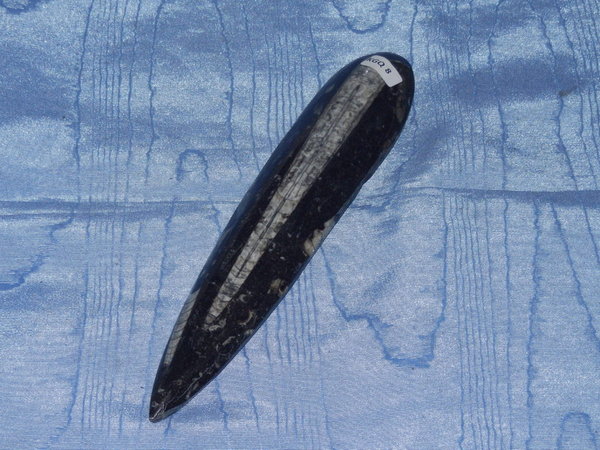 Orthoceras 198 mm Fossil, Nautiloideen Kopffüßer