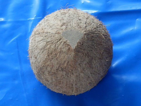 Kokos Becher Ø 10-13 cm