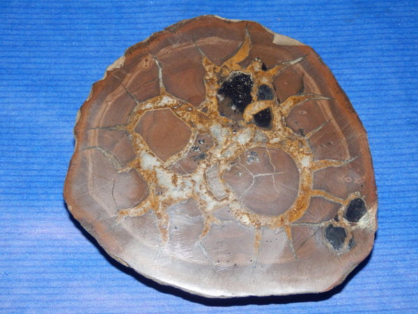 Septaria Scheibe ca. 85x78x24 mm