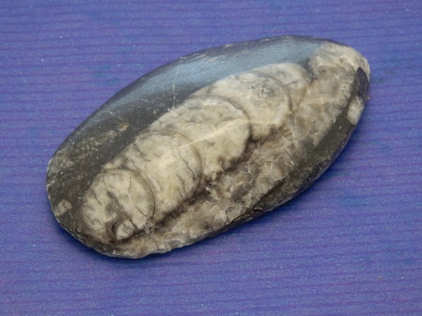 Orthoceras 64x35x13 mm Fossil, Nautiloideen Kopffüßer