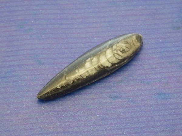 Orthoceras 40 mm Fossil, Nautiloideen Kopffüßer