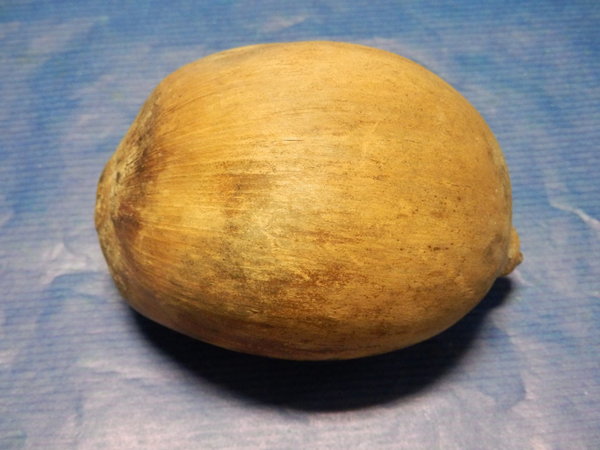 Cacho de coco Nuss ca. 70-100 mm Attalea speciosa