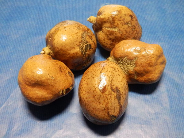 Steinfrucht ca. 5-8 cm Makalani Nuss