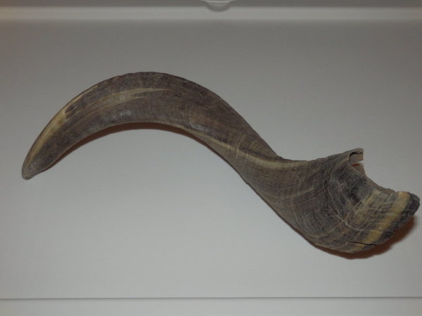 Widder Horn groß 300x60x50 mm